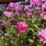 Flox metlinatý (Phlox paniculata) ‘SWEET SUMMER CANDY’® - kont. C1,5L